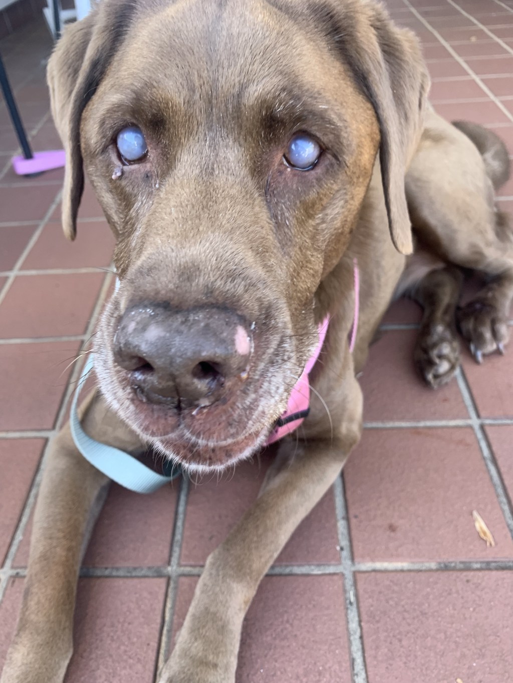 Then there’s the aging&nbsp;pet